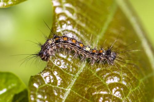 Lymantria dispar
